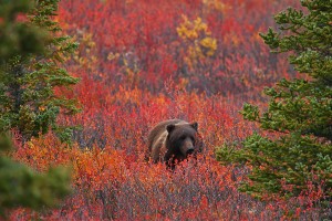 Grizzly Bear in Denali National Park